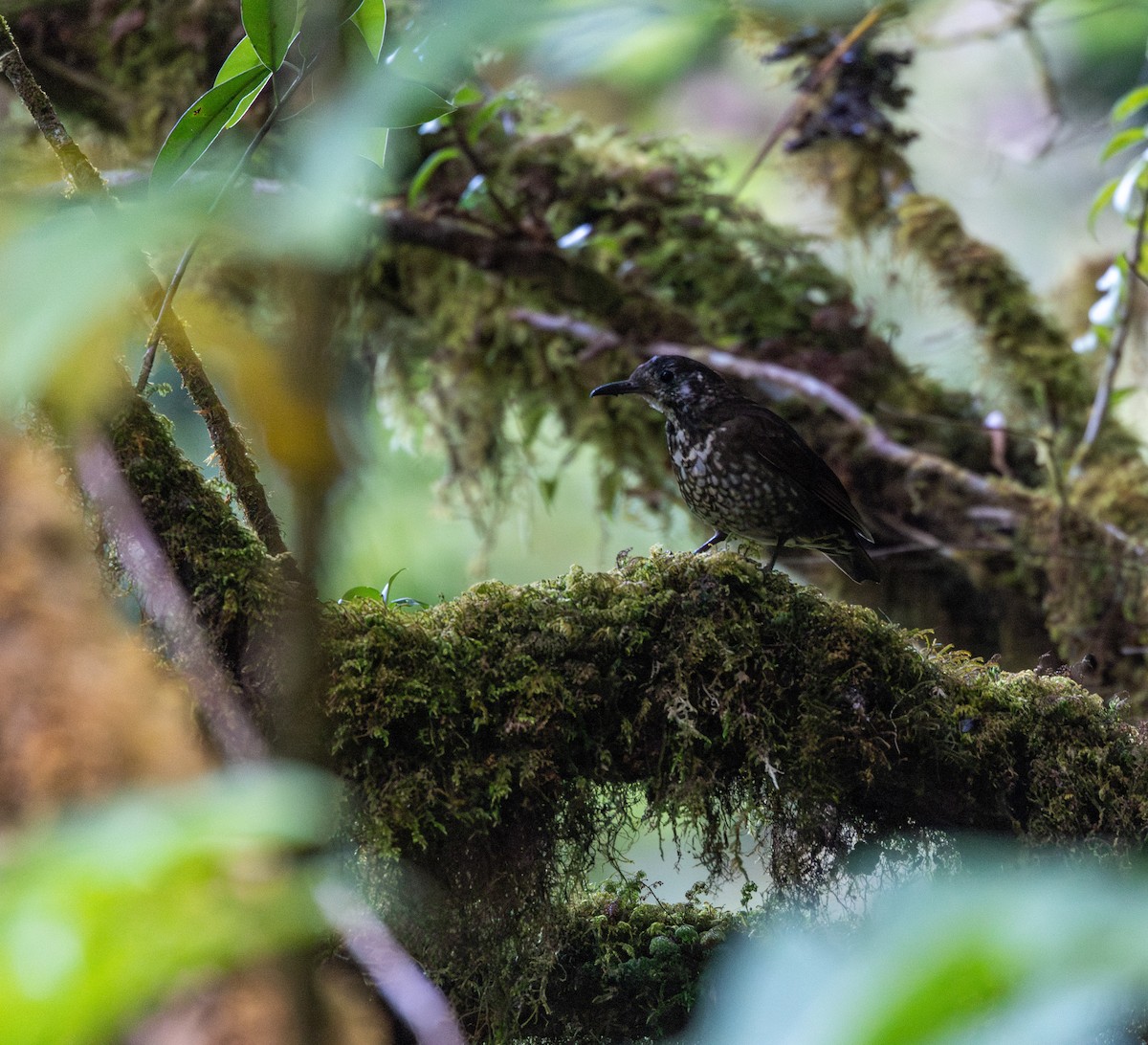 Dark-sided Thrush - ML656543873