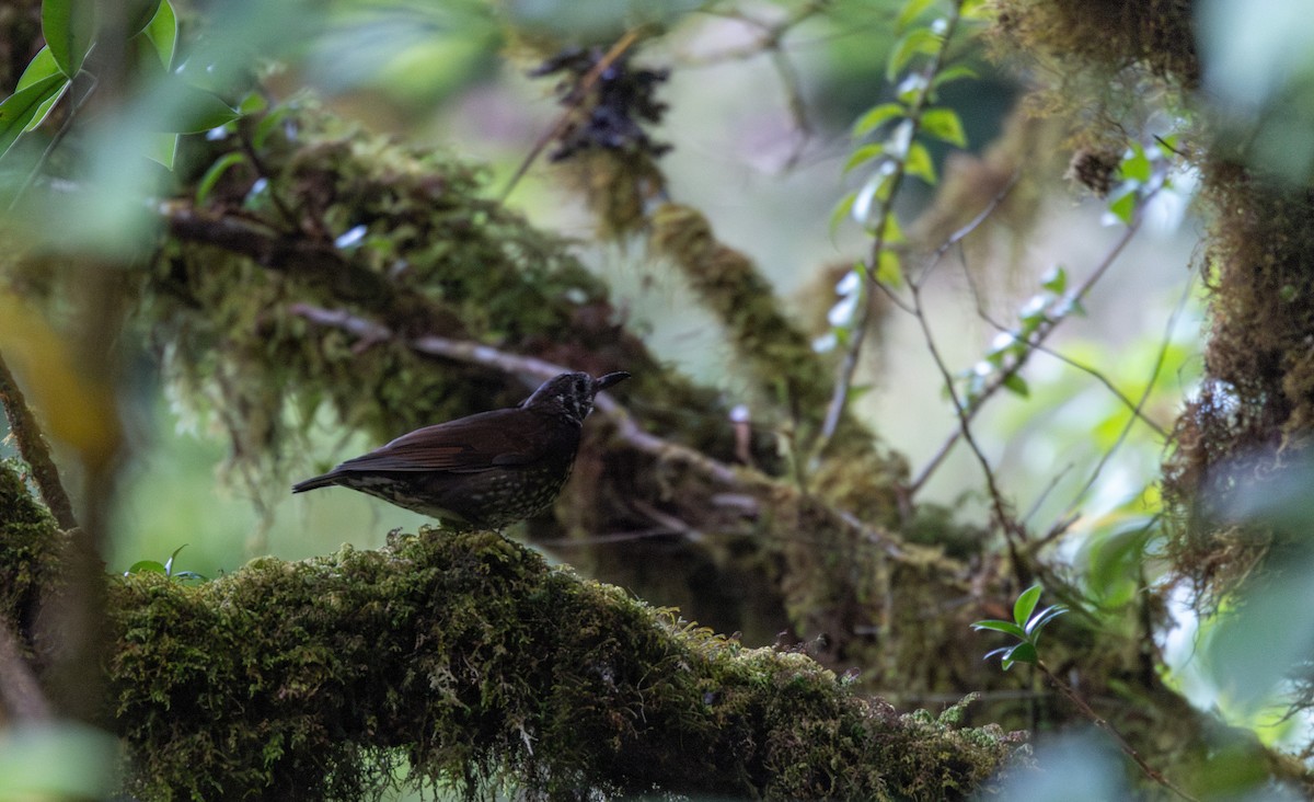 Dark-sided Thrush - ML656543881
