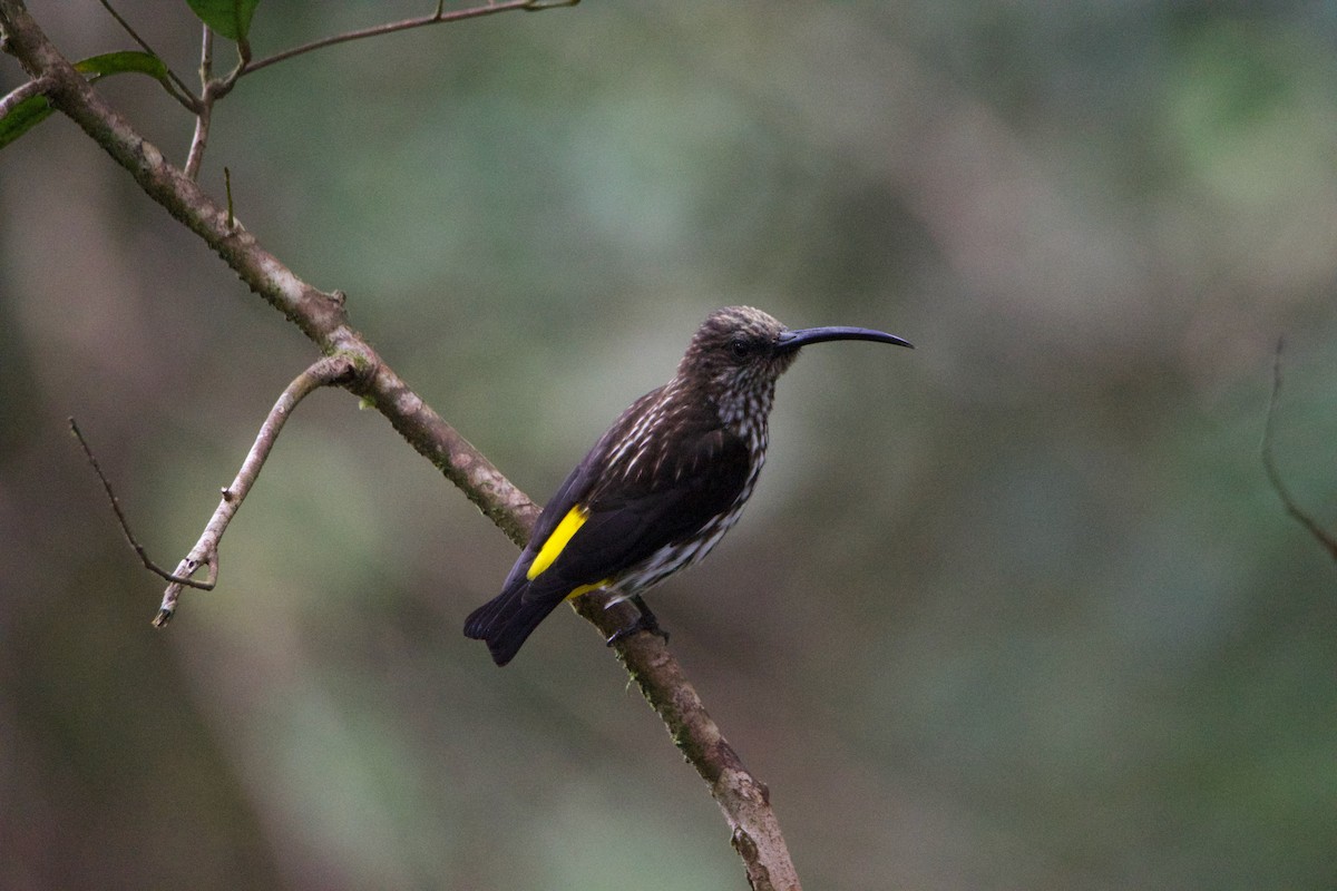Whitehead's Spiderhunter - ML656543956