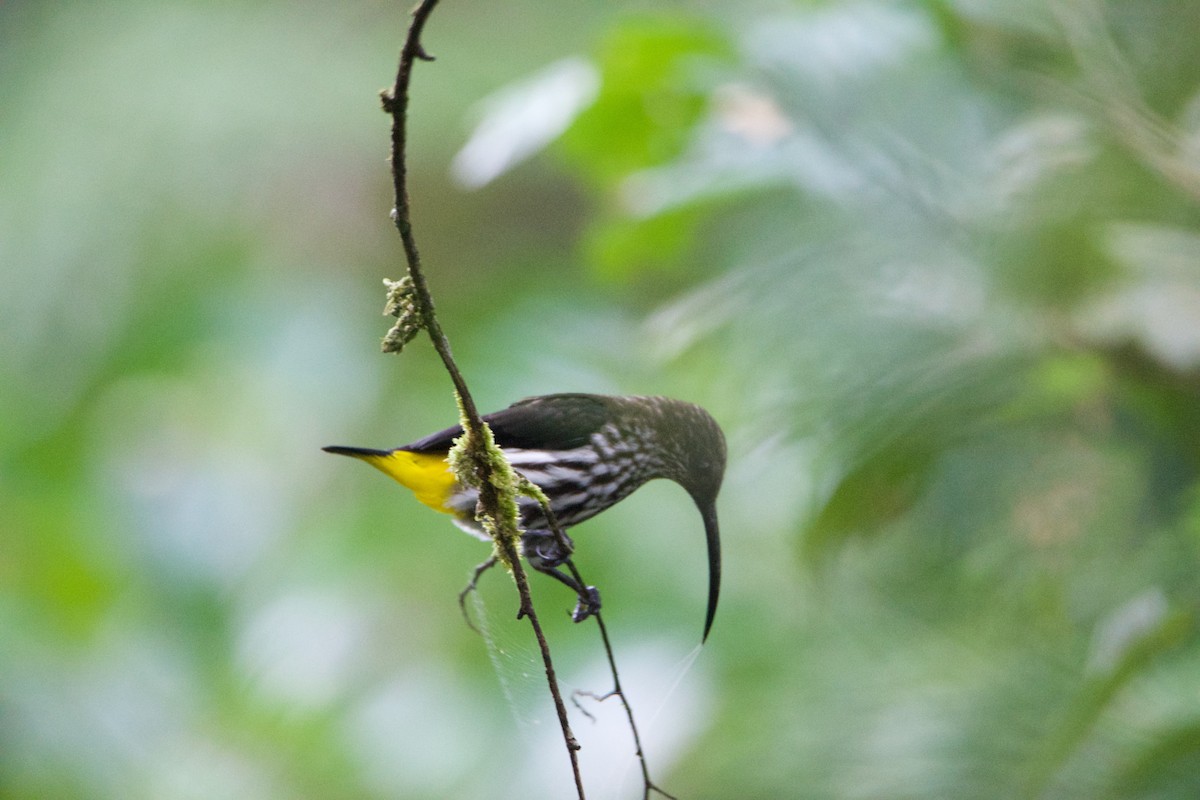 Whitehead's Spiderhunter - ML656543960