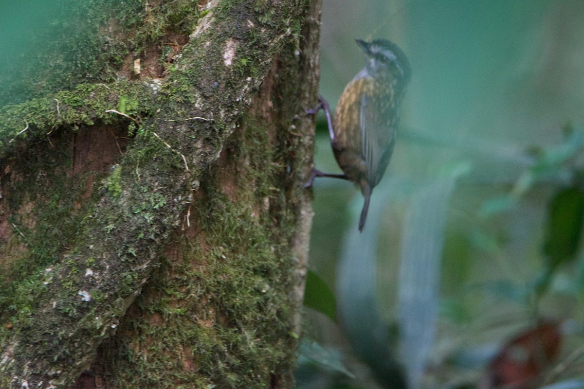 Mountain Wren-Babbler - ML656543979