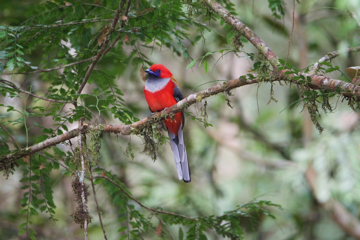Whitehead's Trogon - ML656544021
