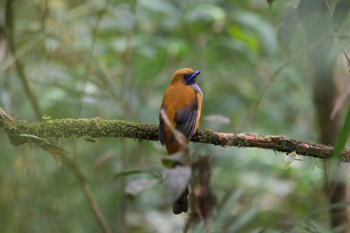 Whitehead's Trogon - ML656544070