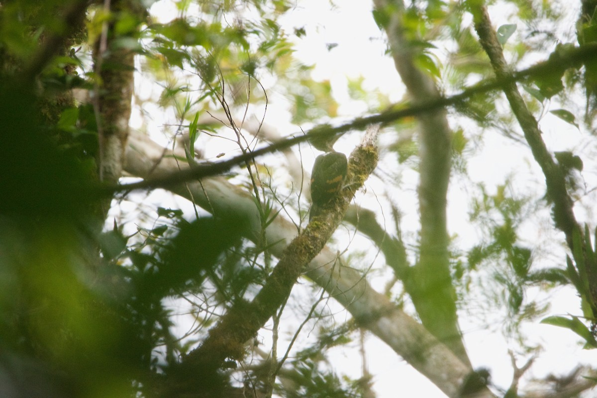 Orange-backed Woodpecker - ML656544093