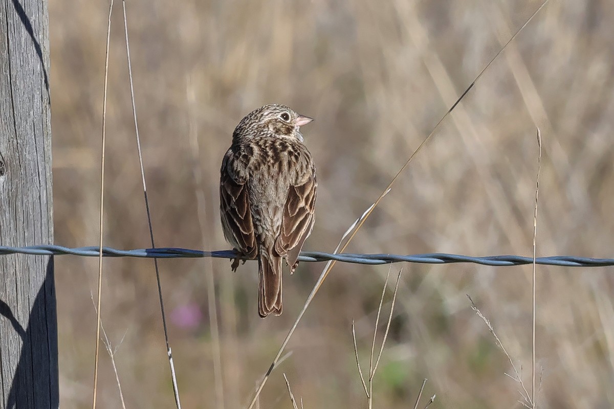 Vesper Sparrow - ML656544190