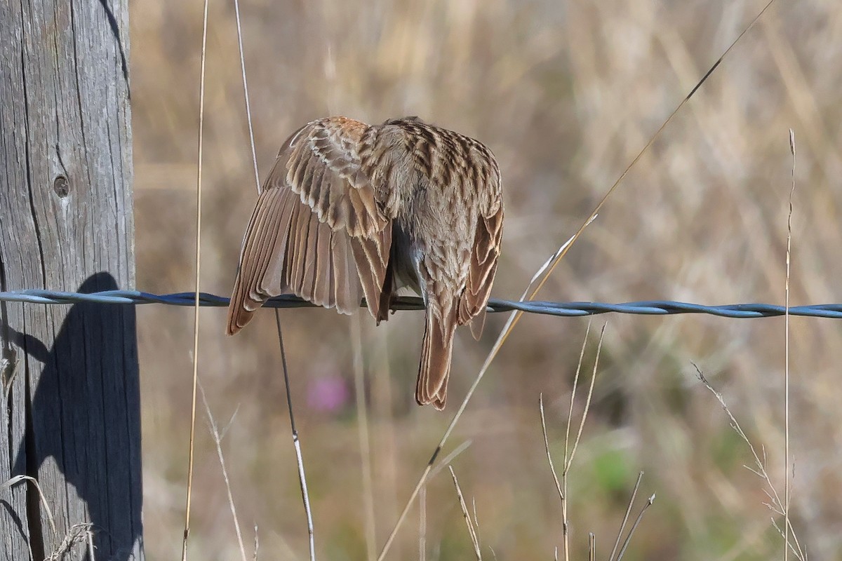Vesper Sparrow - ML656544191