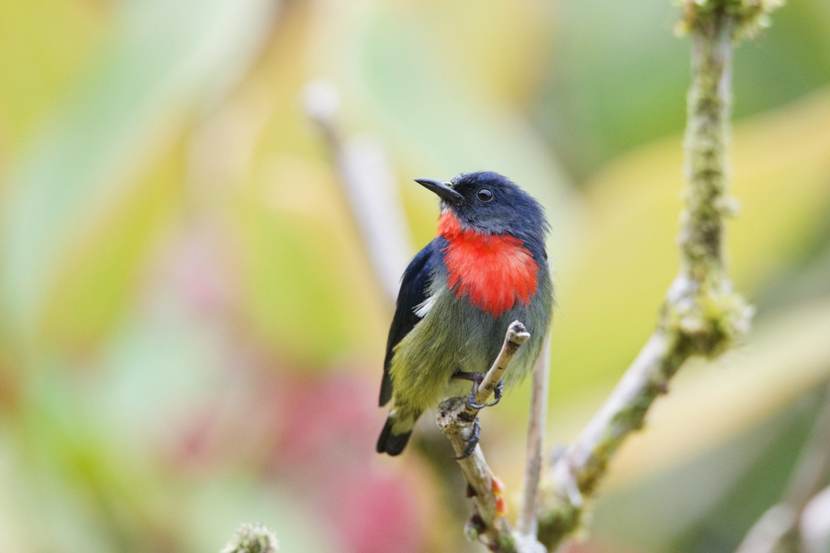 Black-sided Flowerpecker - ML656544221