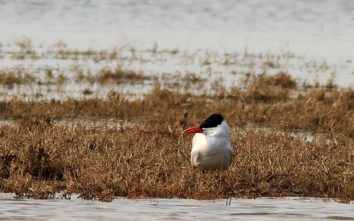 Caspian Tern - ML656544763