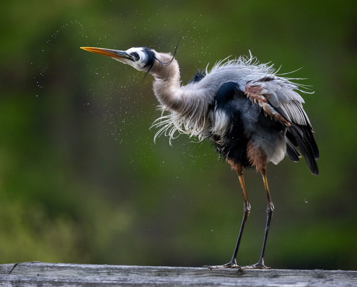 Great Blue Heron - ML656545480