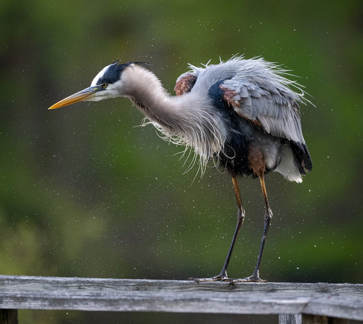 Great Blue Heron - ML656545481
