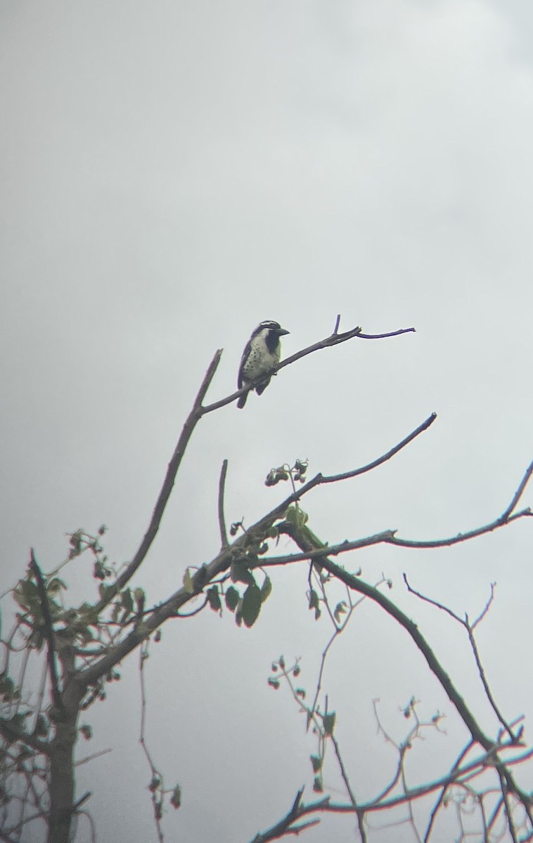 Spot-flanked Barbet - ML656545517