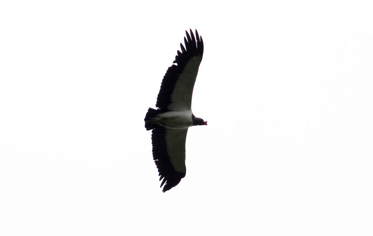 King Vulture - ML65654581