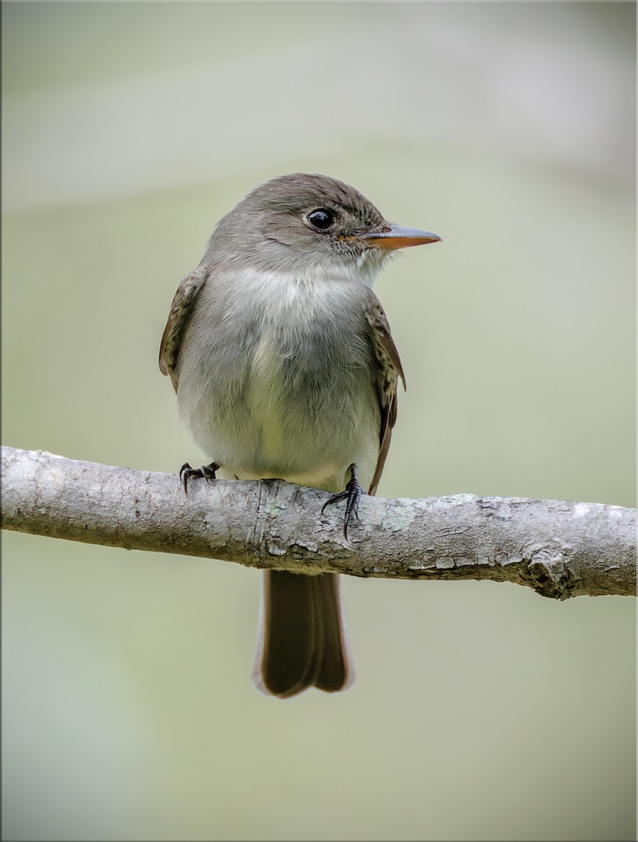Eastern Wood-Pewee - ML656545944
