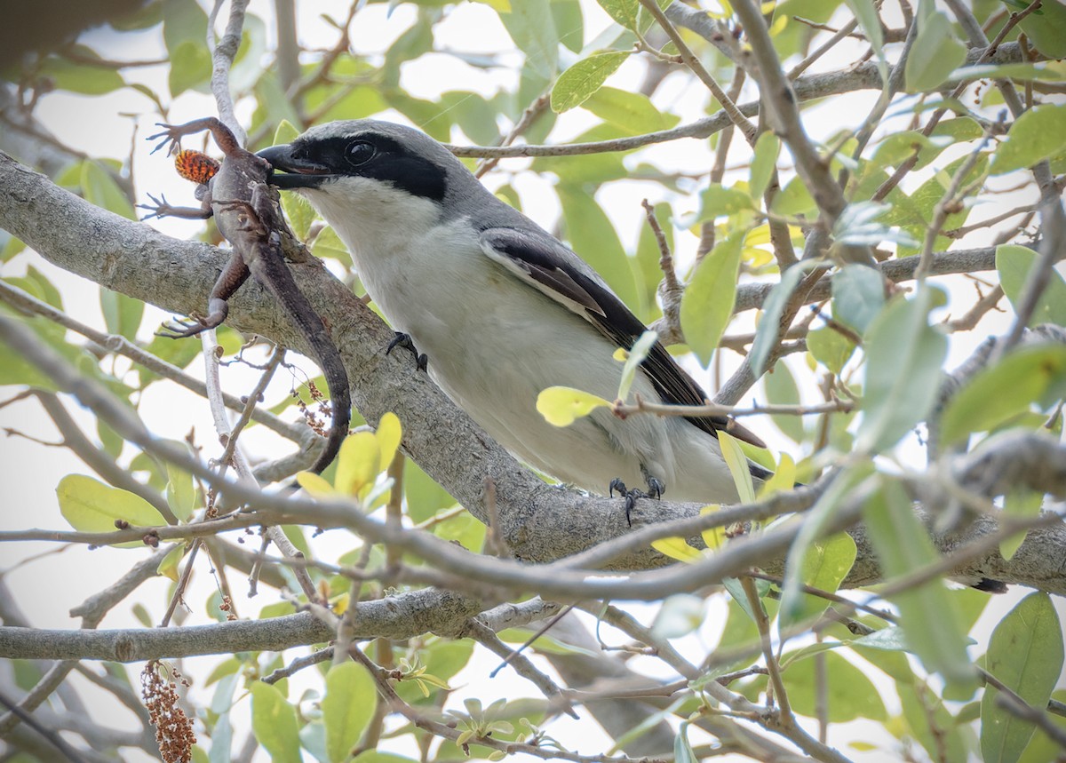 Loggerhead Shrike - ML656545973