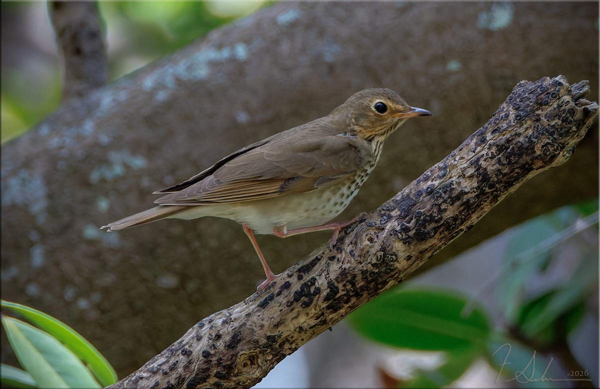 Swainson's Thrush - ML656546009