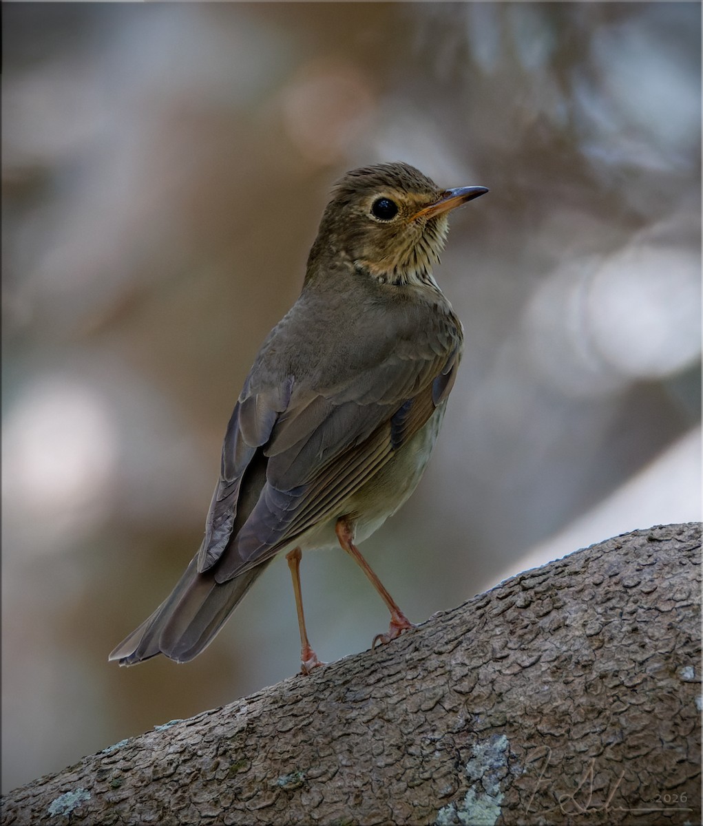 Swainson's Thrush - ML656546010