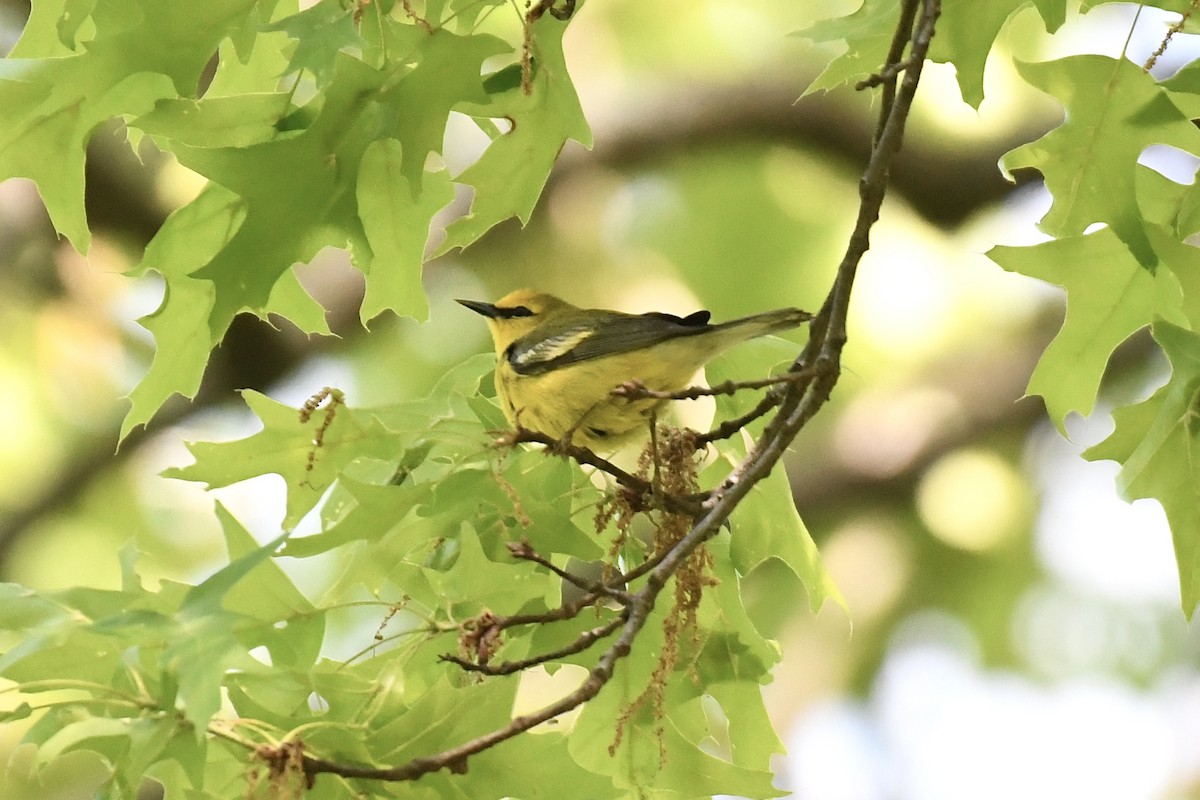 blåvingeparula - ML656546258