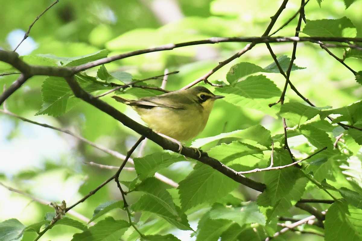 kentuckyparula - ML656546271
