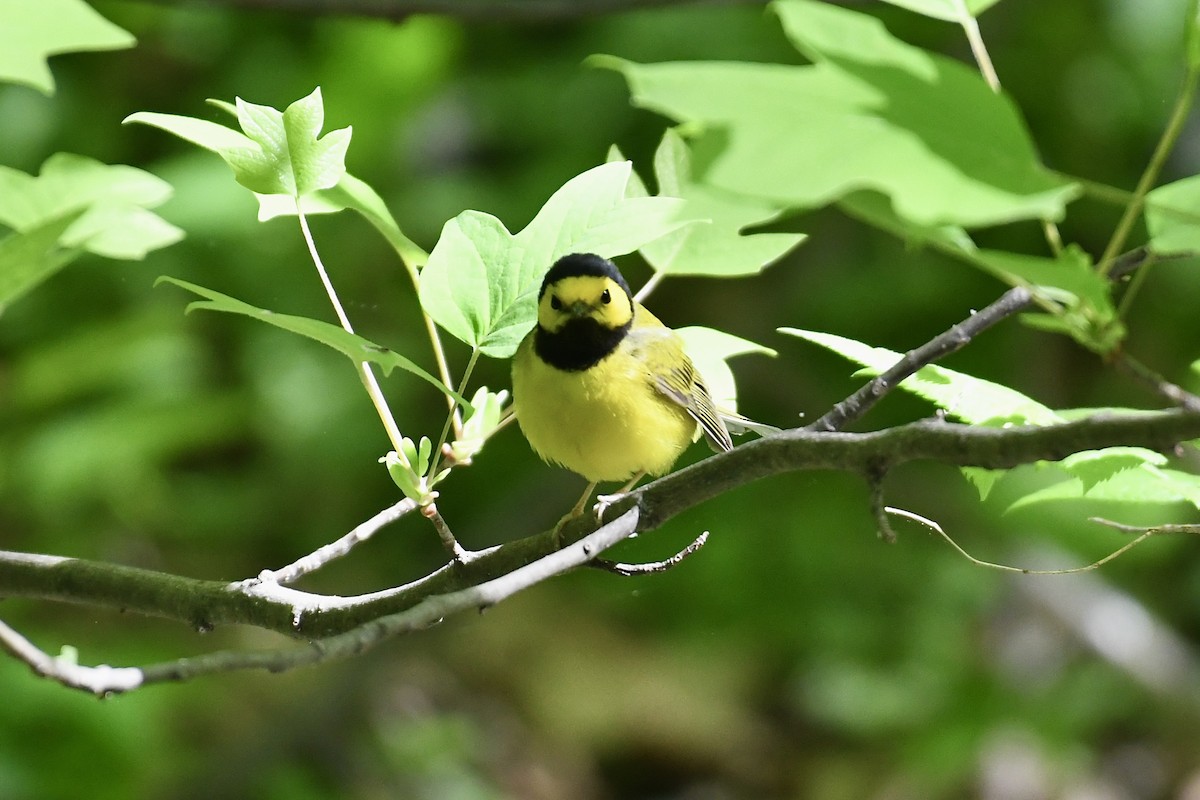 hetteparula - ML656546280