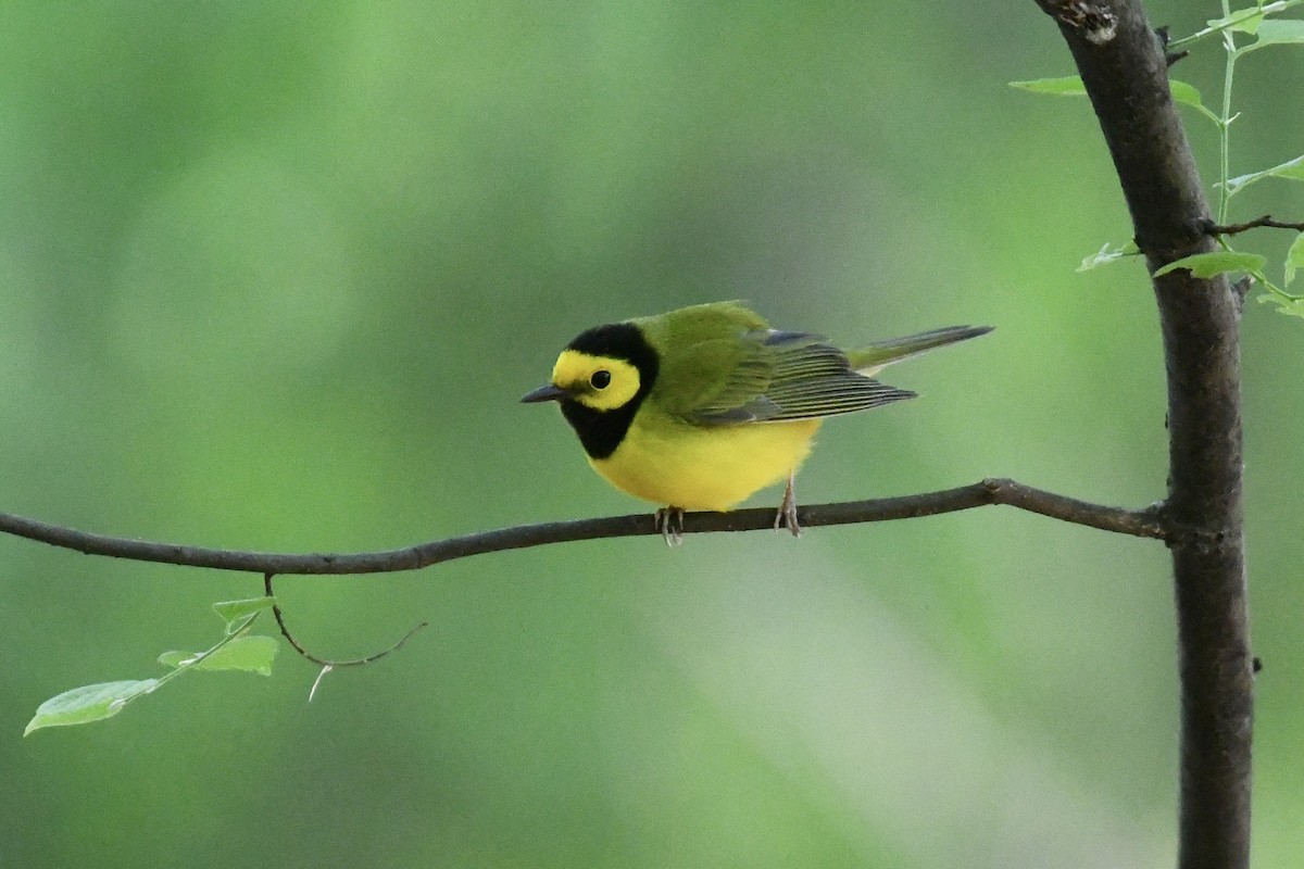 hetteparula - ML656546281