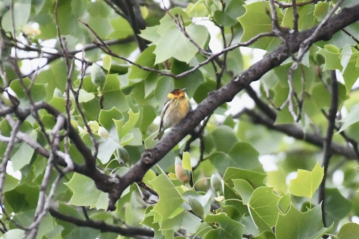 brunkinnparula - ML656546290