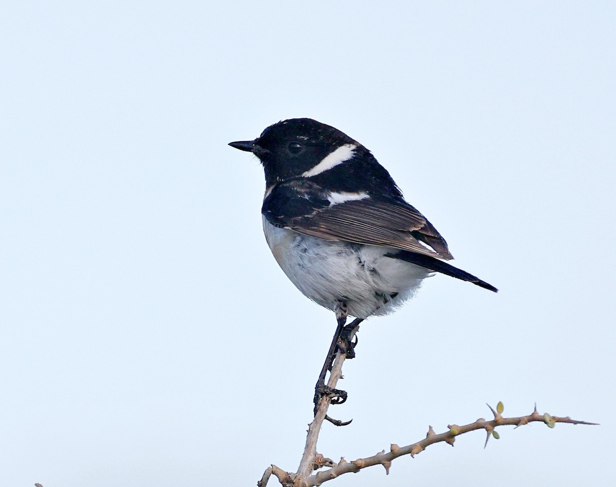 Siberian Stonechat (Caspian) - ML656546328