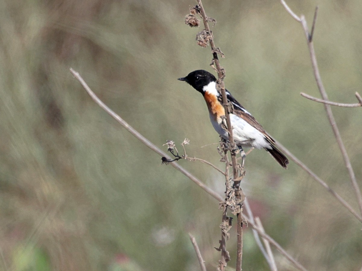 Siberian Stonechat (Caspian) - ML656546335
