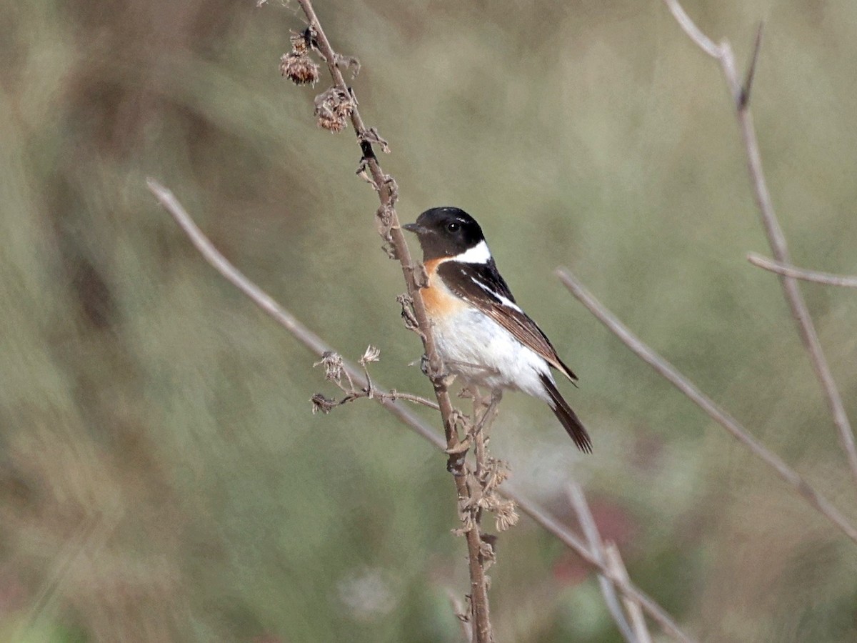 Siberian Stonechat (Caspian) - ML656546344