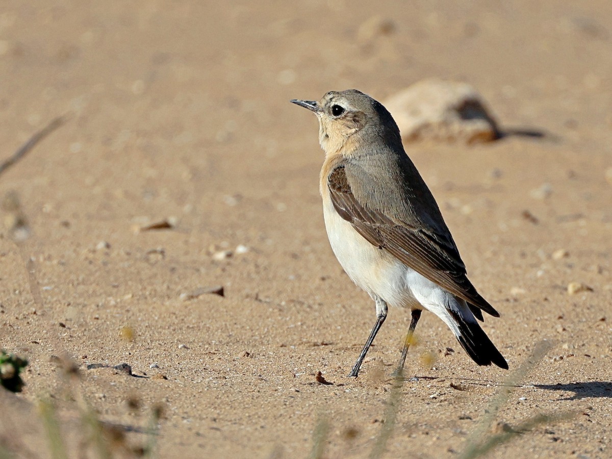 Northern Wheatear - ML656546365