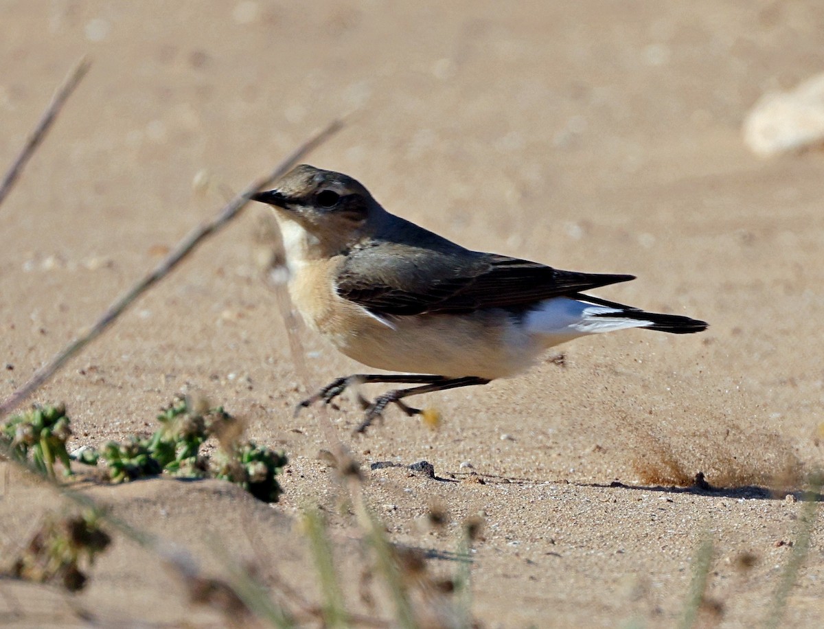 Northern Wheatear - ML656546374
