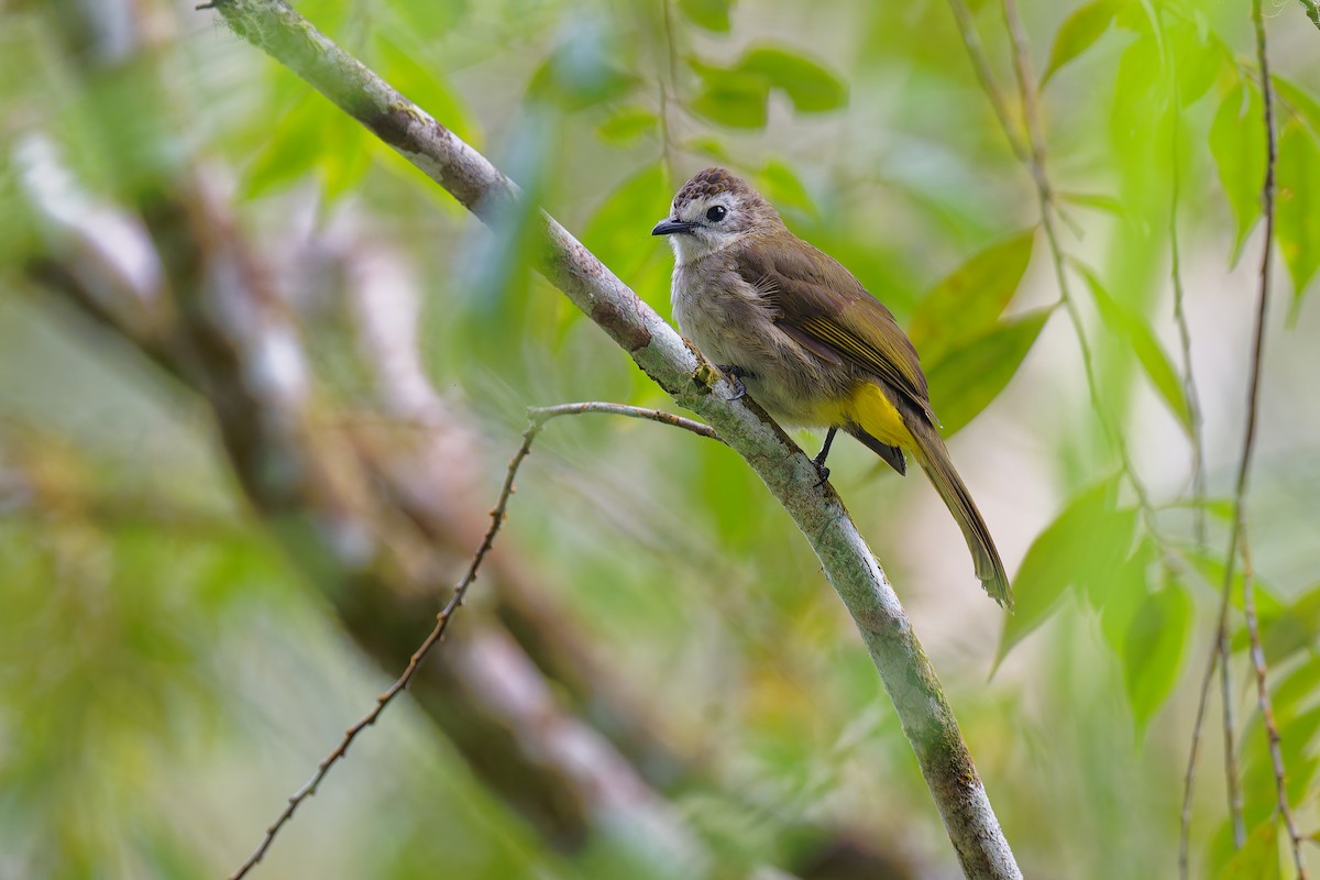 Pale-faced Bulbul - ML656546792