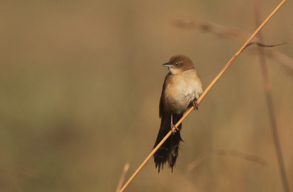 Fan-tailed Grassbird - ML656547089