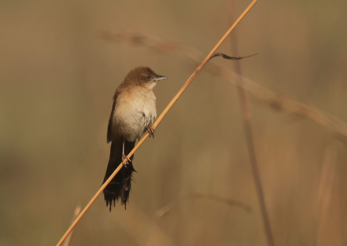 Fan-tailed Grassbird - ML656547090
