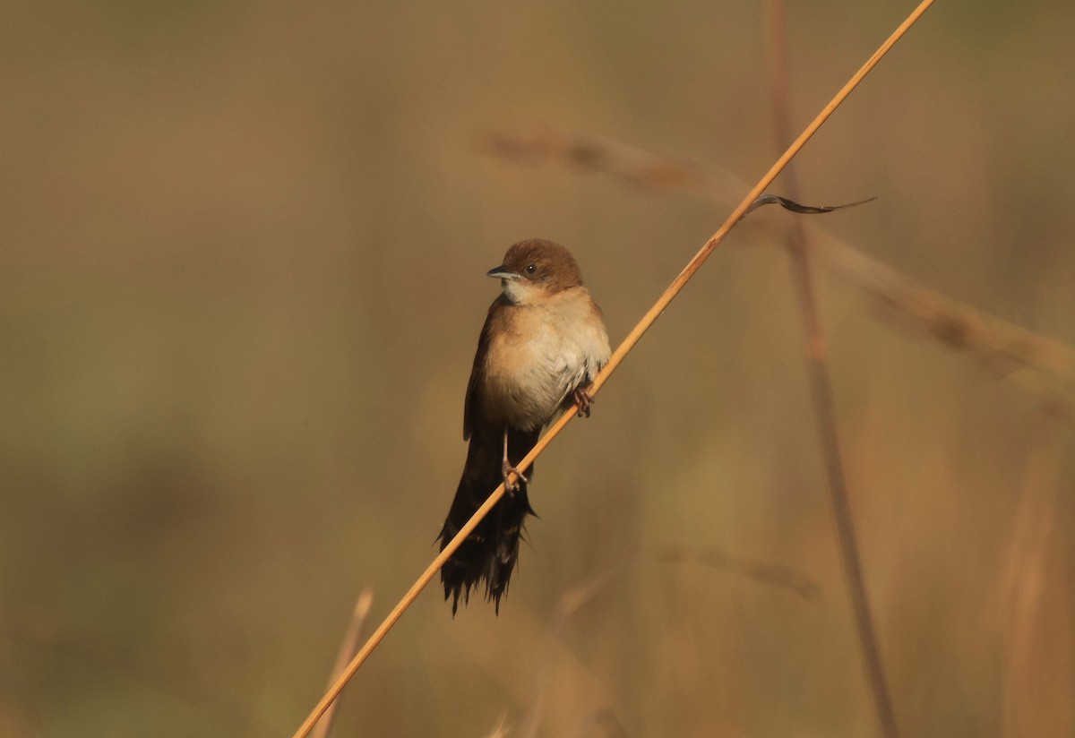 Fan-tailed Grassbird - ML656547091