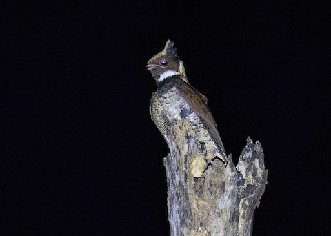 Great Eared-Nightjar - Lyncornis macrotis - メディア検索