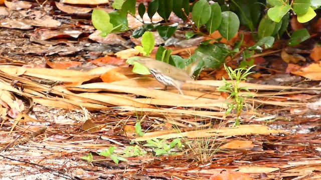 Ovenbird - ML656548970