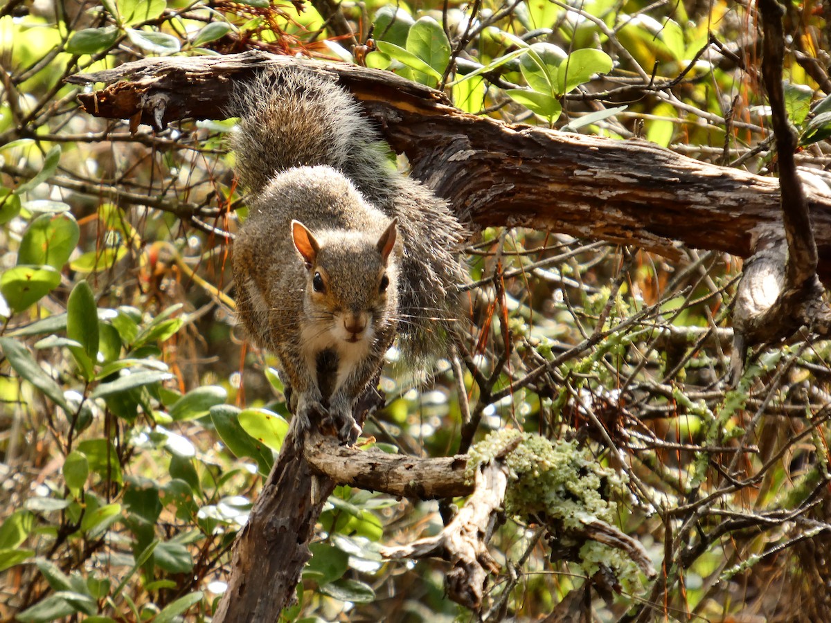 Eastern Gray Squirrel - ML656548979