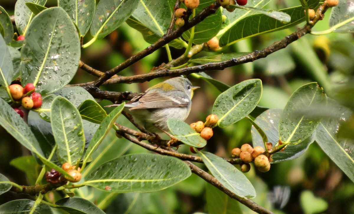 Northern Parula - ML656549020