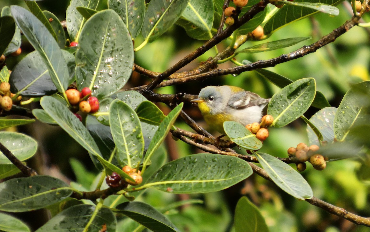 Northern Parula - ML656549021
