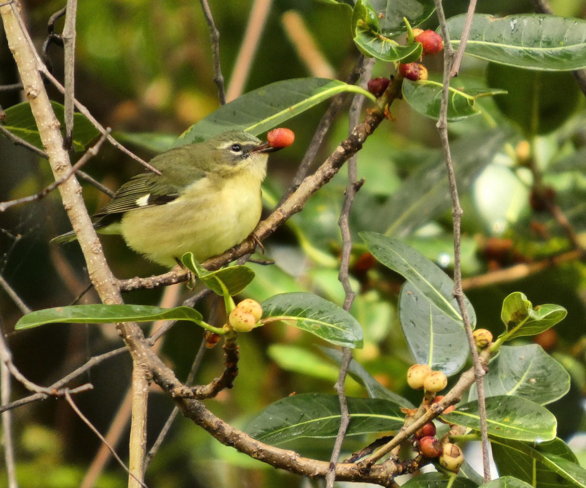 Black-throated Blue Warbler - ML656549041