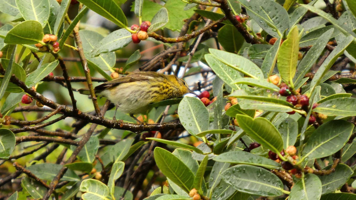 Cape May Warbler - ML656549107