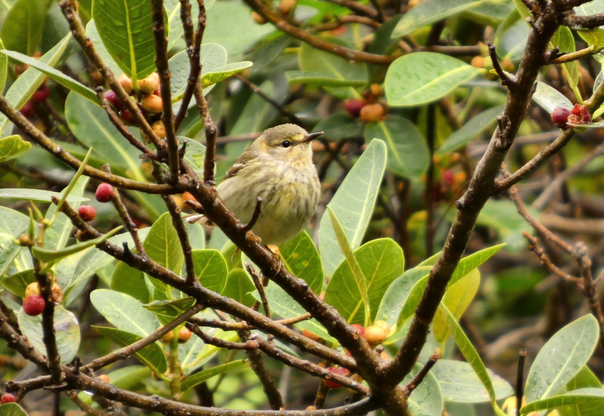 Cape May Warbler - ML656549108