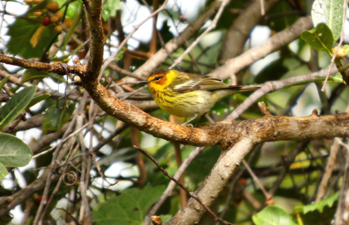 Cape May Warbler - ML656549109