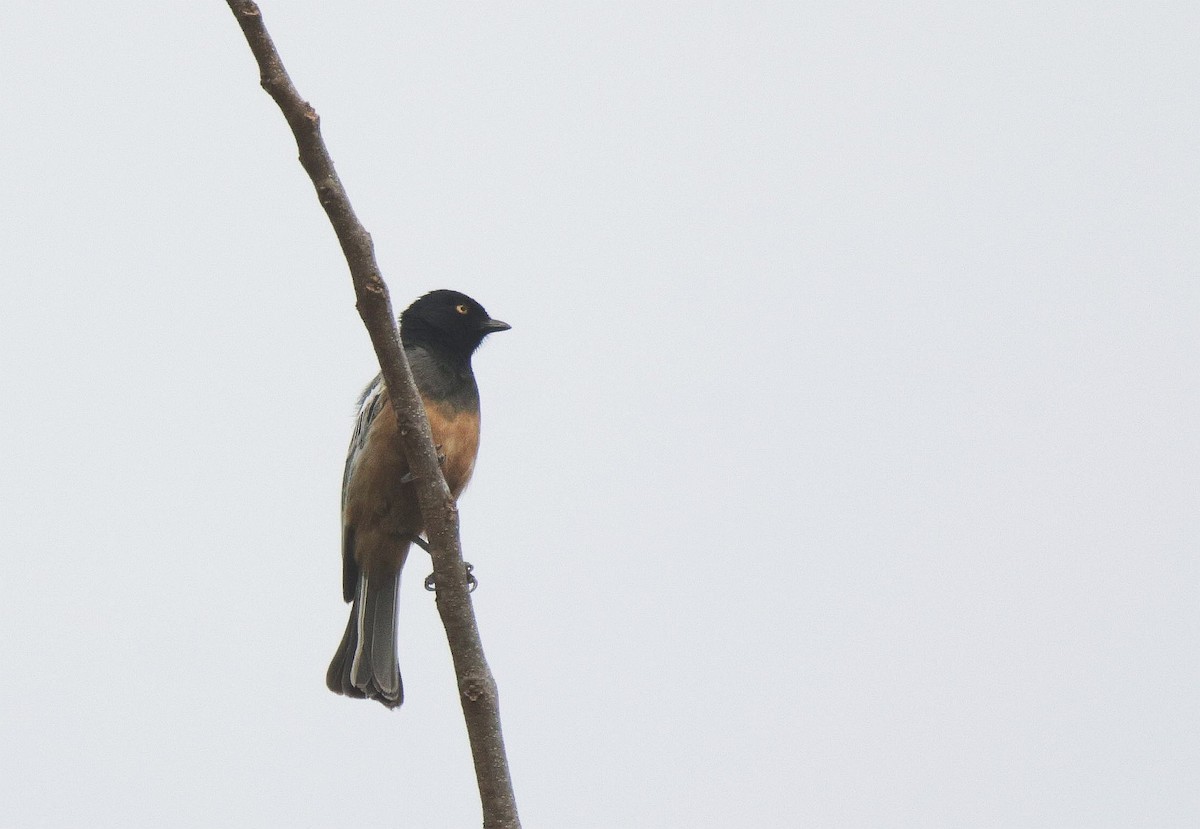 Kızıl Karınlı Kömürcü Baştankara (rufiventris/masukuensis) - ML656550459