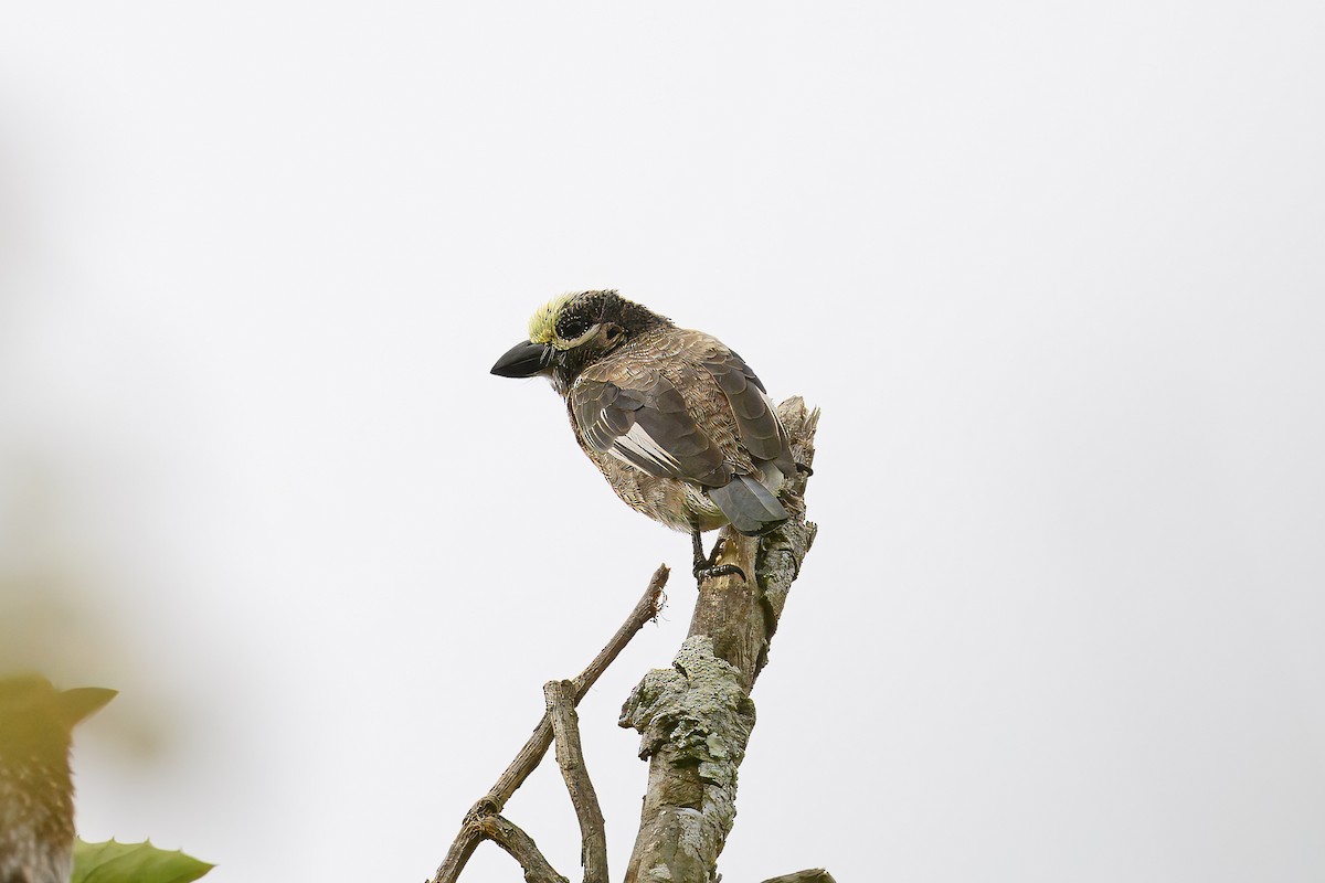 Whyte's Barbet - ML656550645