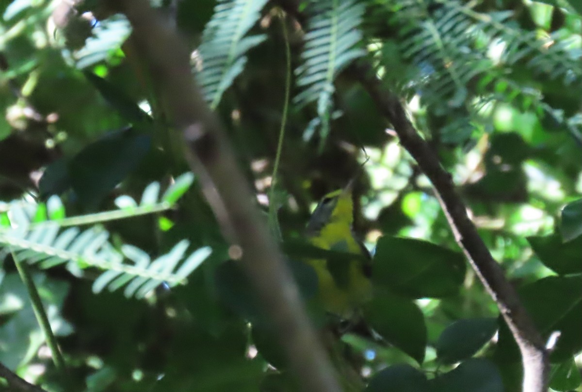 Adelaide's Warbler - ML656550956