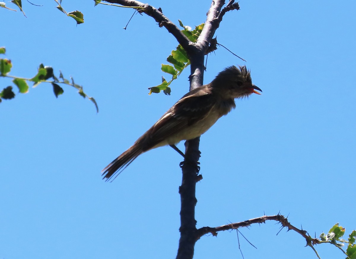 Caribbean Elaenia - ML656551104