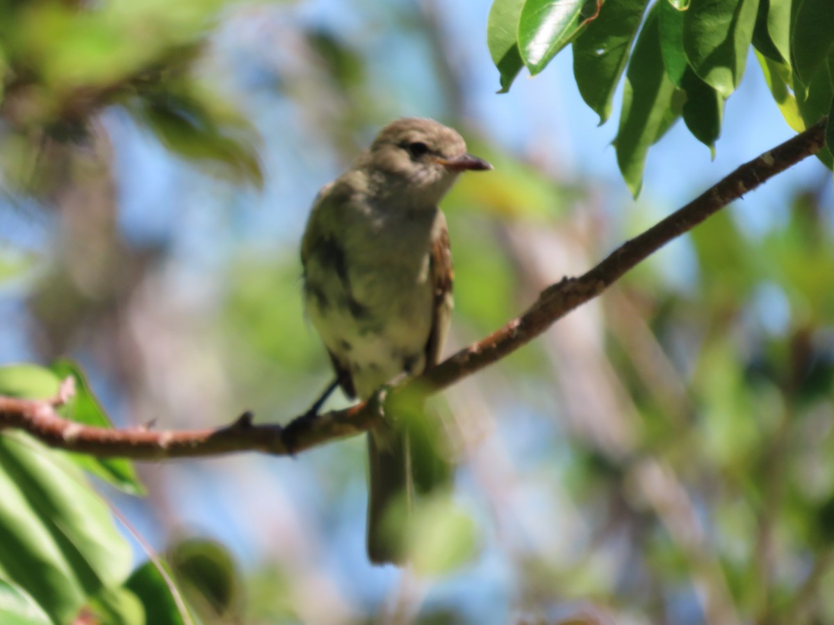 Caribbean Elaenia - ML656551120