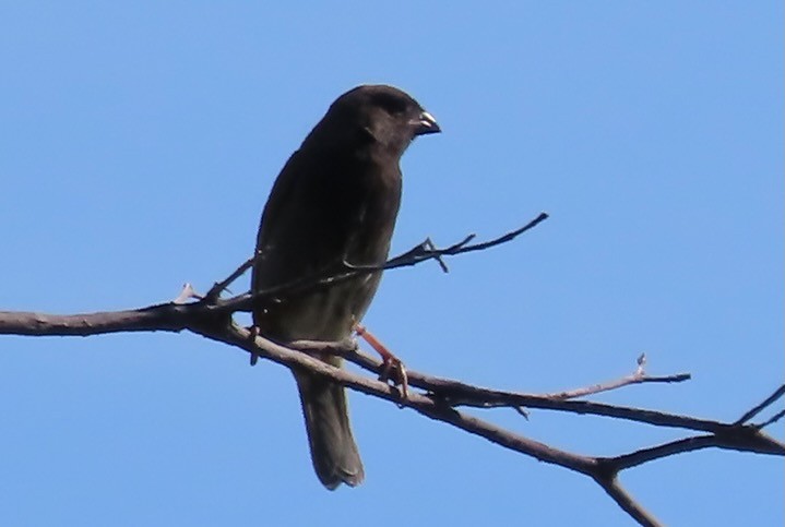 Black-faced Grassquit - ML656551144