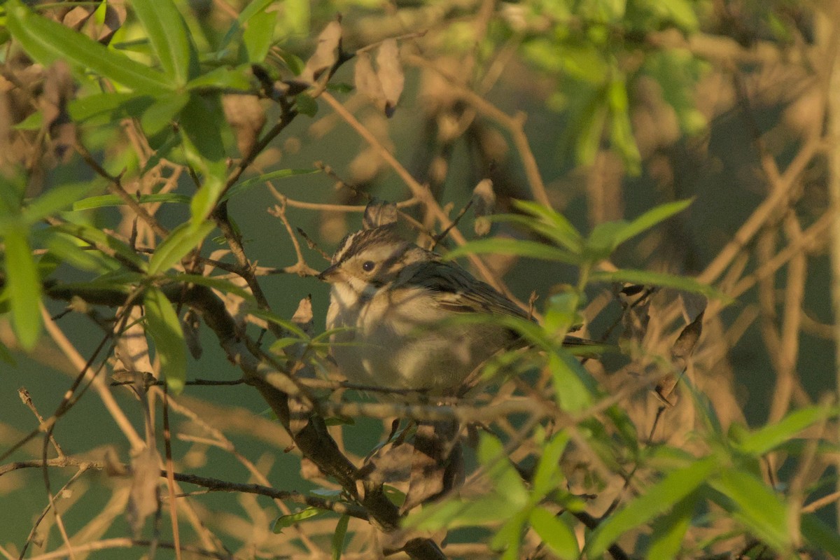 Clay-colored Sparrow - ML656551163